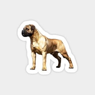 Bullmastiff Sticker